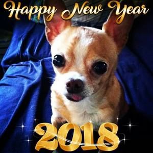 Meet your Posher, Ann